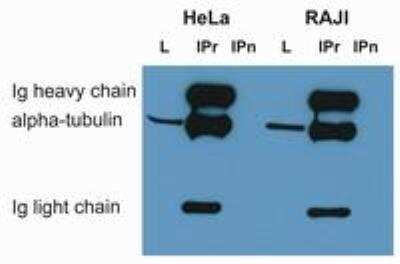 Immunoprecipitation: alpha Tubulin Antibody (TU-01) - BSA Free [NB500-333]