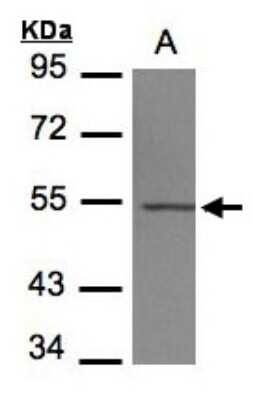 Western Blot: Tubulin Beta 4 Antibody [NBP1-32205]