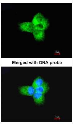 Immunocytochemistry/ Immunofluorescence: Tubulin alpha-1B Antibody [NBP1-32959]