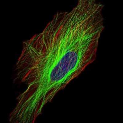 Immunocytochemistry/ Immunofluorescence: Tubulin alpha-8 Antibody (2D6) - BSA Free [NBP2-37535]