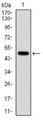 Western Blot: Tubulin alpha-8 Antibody (2D6)BSA Free [NBP2-37535]