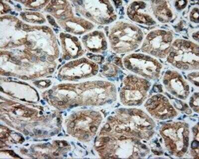 Immunohistochemistry-Paraffin: Tubulin alpha-8 Antibody (OTI2G6) [NBP2-02474]