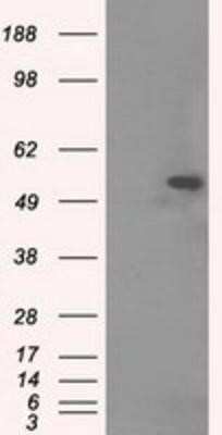 Western Blot: Tubulin alpha-8 Antibody (OTI2G6) [NBP2-02474]