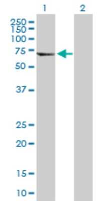 Western Blot: Tubulin alpha-8 Antibody [H00051807-D01P]