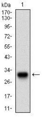 Western Blot: Twist-1 Antibody (10E4E6)BSA Free [NBP2-37364]