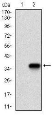 Western Blot: Twist-1 Antibody (10E4E6)BSA Free [NBP2-37364]
