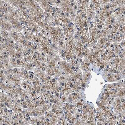 Immunohistochemistry-Paraffin: Tyrosylprotein Sulfotransferase 2/TPST2 Antibody [NBP1-86023]