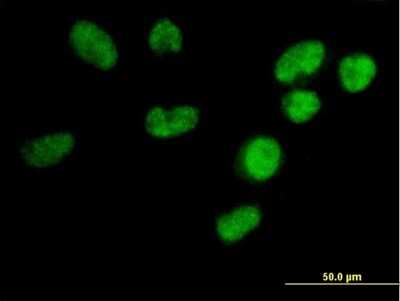 Immunocytochemistry/ Immunofluorescence: U2AF1L4 Antibody [H00199746-B01P]