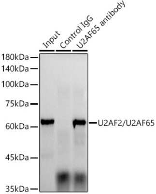 Immunoprecipitation: U2AF2 Antibody (8E8R9) [NBP3-16432]