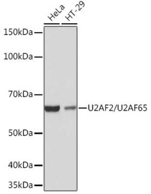 Western Blot: U2AF2 Antibody (8E8R9) [NBP3-16432]