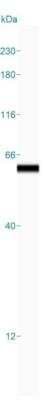 Simple Western: U2AF2 Antibody [NBP2-33397]