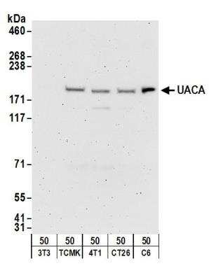 Western Blot: UACA Antibody [NB100-61623]