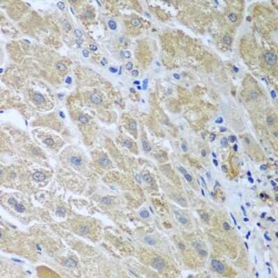 Immunohistochemistry-Paraffin: UAF1/WDR48 Antibody - BSA Free [NBP2-95220]