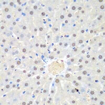 Immunohistochemistry-Paraffin: UAF1/WDR48 Antibody - BSA Free [NBP2-95220]