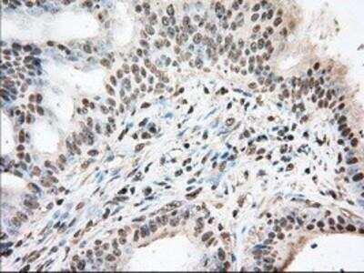 Immunohistochemistry-Paraffin: UAP56 Antibody (OTI2C5) [NBP2-02553]