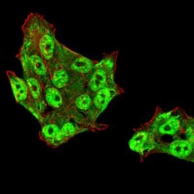 Immunofluorescence: UAP56 Antibody (2F5G7) - BSA Free [NBP2-52455]