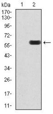 Western Blot: UAP56 Antibody (2F5G7)BSA Free [NBP2-52455]