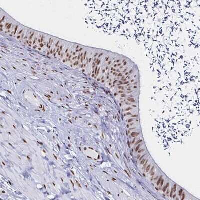 Immunohistochemistry-Paraffin: UAP56 Antibody [NBP2-58594]