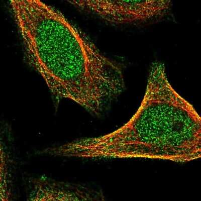 Immunocytochemistry/ Immunofluorescence: UBA3 Antibody [NBP2-49443]