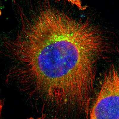 Immunocytochemistry/ Immunofluorescence: UBAC1 Antibody [NBP1-81842]