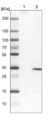 Western Blot: UBAC2 Antibody [NBP1-93893]
