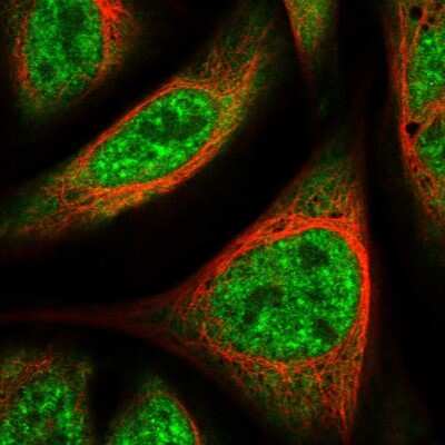 Immunocytochemistry/ Immunofluorescence: UBAP2L Antibody [NBP1-83034]