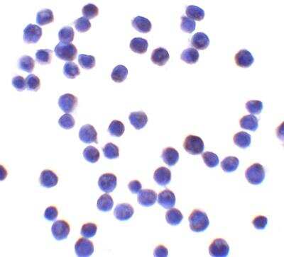 Immunocytochemistry/ Immunofluorescence: UBAP2L Antibody - BSA Free [NBP2-81871]