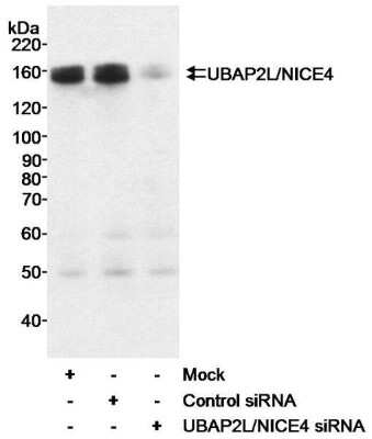 Western Blot: UBAP2L Antibody [NB100-750]