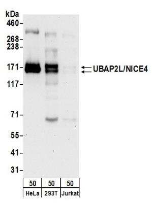 Western Blot: UBAP2L Antibody [NB100-750]
