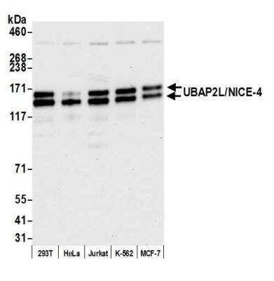 Western Blot: UBAP2L Antibody [NB100-750]