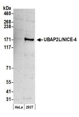Western Blot: UBAP2L Antibody [NB100-751]