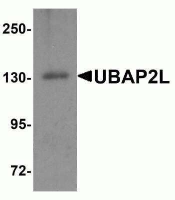 Western Blot: UBAP2L AntibodyBSA Free [NBP2-81871]