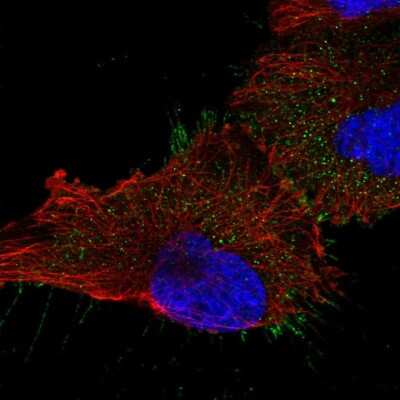 Immunocytochemistry/ Immunofluorescence: UBASH3B/STS1/Tula-2 Antibody [NBP2-34053]