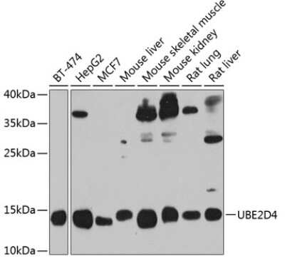 Western Blot: UBE2D4/Ubch5d AntibodyBSA Free [NBP2-95248]