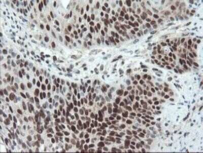 Immunohistochemistry-Paraffin: UBE2E3 Antibody (OTI7E8) [NBP2-03819]