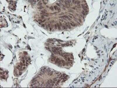 Immunohistochemistry-Paraffin: UBE2E3 Antibody (OTI7E8) [NBP2-03819]