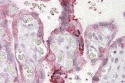 Immunohistochemistry-Paraffin: UBE2F/NCE2 Antibody [NBP1-44062]