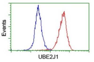 Flow Cytometry: UBE2J1 Antibody (OTI3D1) [NBP2-45402]