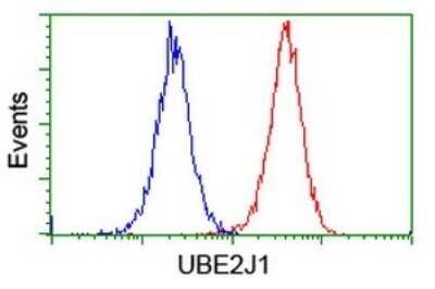 Flow Cytometry: UBE2J1 Antibody (OTI3D1) - Azide and BSA Free [NBP2-74747]