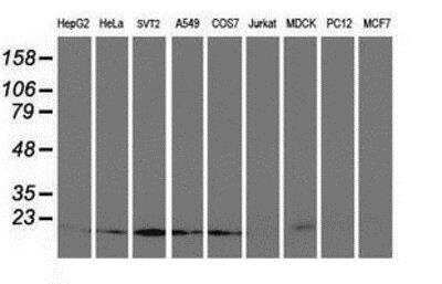 Western Blot: UBE2M/Ubc12 Antibody (OTI2D9) [NBP2-01377]
