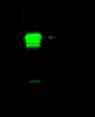 Immunoprecipitation: UBE2M/Ubc12 Antibody [NBP2-98834]