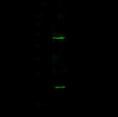 Western Blot: UBE2M/Ubc12 Antibody [NBP2-98834]