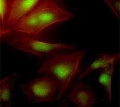 Immunocytochemistry/ Immunofluorescence: UBE2S Antibody (2C12) - BSA Free [NBP1-41126]