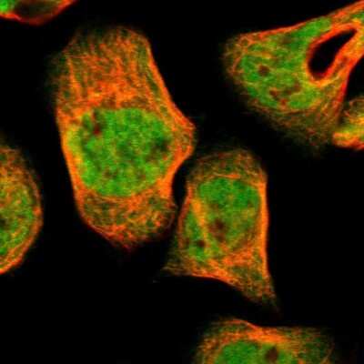 Immunocytochemistry/ Immunofluorescence: UBE2Z Antibody [NBP1-82245]