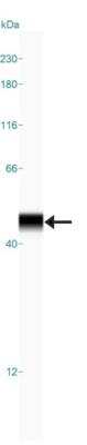 Simple Western: UBE2Z Antibody [NBP1-82245]