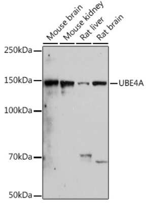 Western Blot: UBE4A Antibody (2A5N2) [NBP3-15300]
