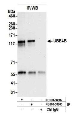 Immunoprecipitation: UBE4B Antibody [NB100-58802]