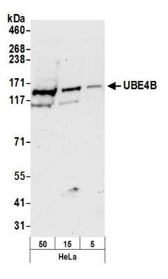 Western Blot: UBE4B Antibody [NB100-58802]