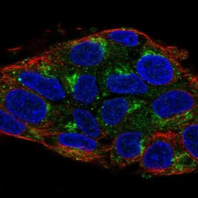 Immunocytochemistry/ Immunofluorescence: UBIAD1 Antibody [NBP2-55187]