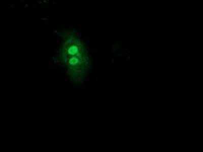 Immunocytochemistry/ Immunofluorescence: UBL4A Antibody (OTI1D4) - Azide and BSA Free [NBP2-74752]